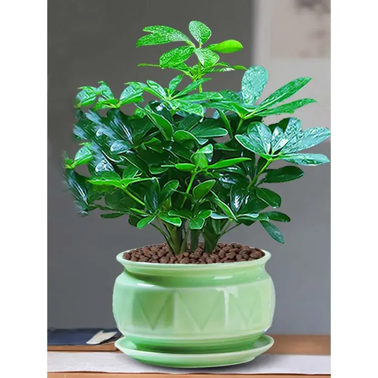 七叶莲八方来财植物水培盆栽水栽鸭脚木老桩室内盆景小绿植花卉