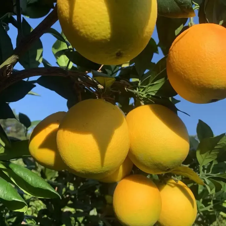 古田早脐橙新鲜现摘当季水果产地直发