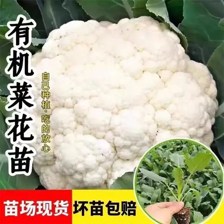 花菜苗花菜秧苗新鲜花椰菜秧苗庭院种植带土发货耐热