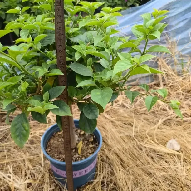 【大阳阳亲选】三角梅云南紫北方风化砂种植原盆原土不用洗根，不是南方大红泥