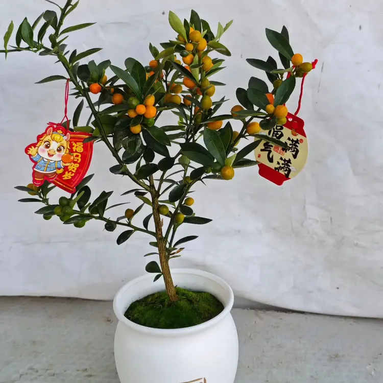 四季福豆带青果室内好养观赏绿植盆栽盆景