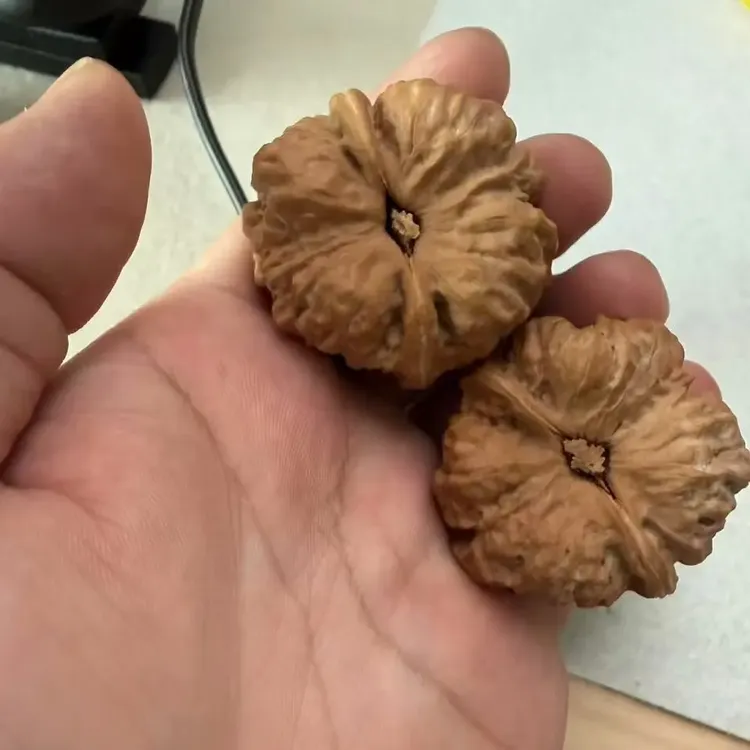 精品蛤蟆头文玩核桃四开背有腿有眼上色快