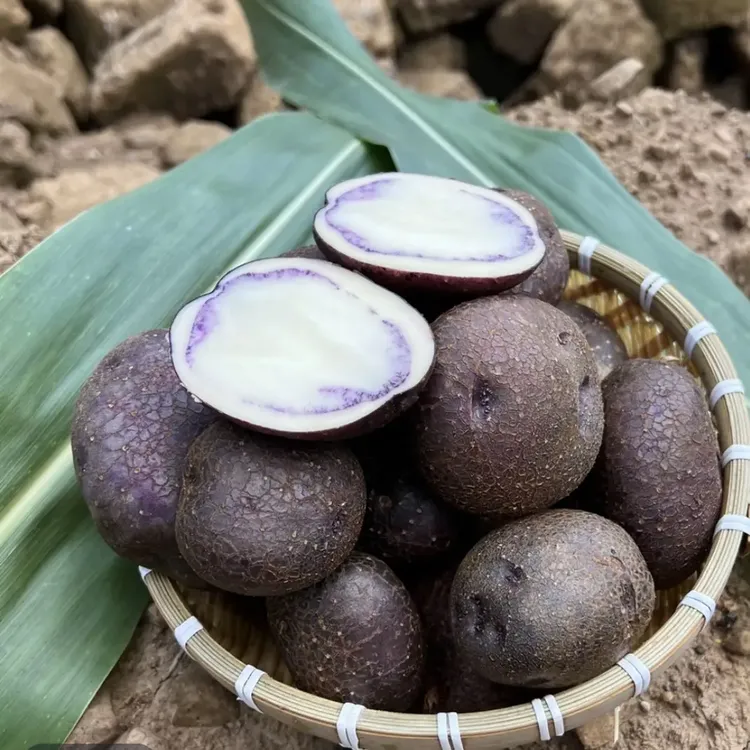 云南昭通大山包转心乌洋芋粉粉糯糯（自带花青素）
