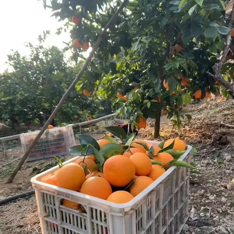 正宗重庆巫山恋橙纽荷尔脐橙新鲜水果现摘应季橙子香甜多汁包邮