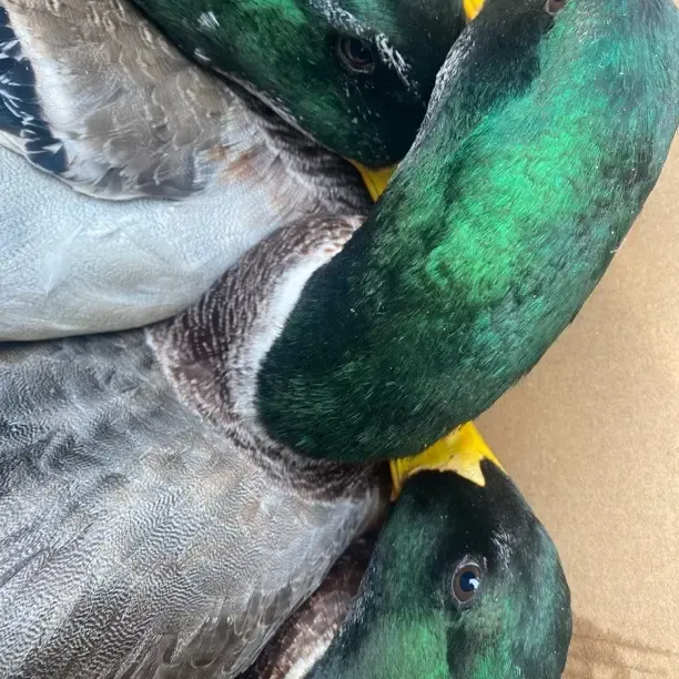 信阳商城县吴河乡农家散养绿头老鸭鸭五谷杂粮喂养活水养殖7个月