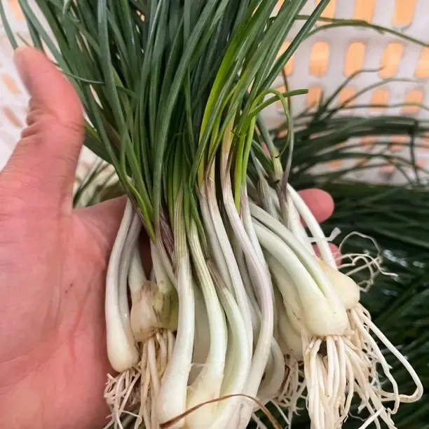 常宁本地新鲜苕禾荞禾炒腊肉超好吃