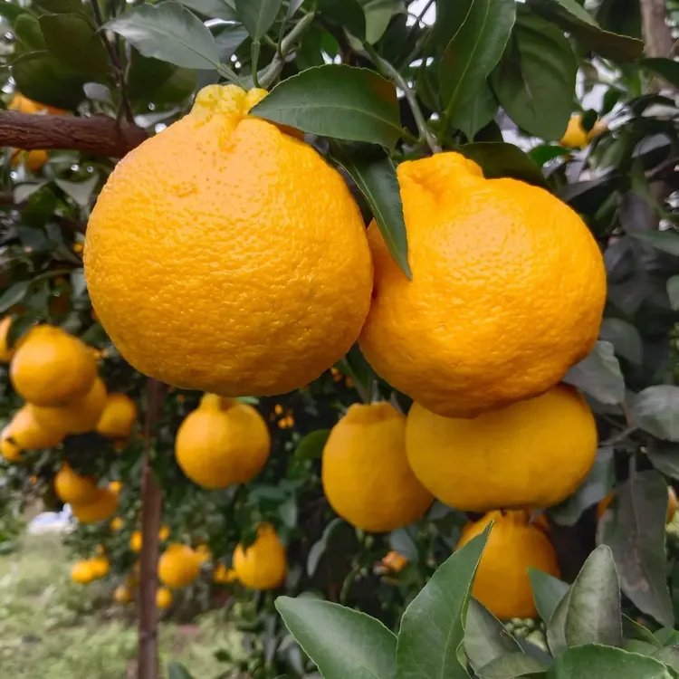 【季节限定】高山丑橘新鲜水果应季现摘现发多汁饱满不知火丑桔柑橘