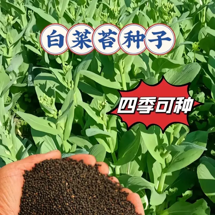 四季奶油白菜苔种子正宗四季白菜苔高产速生多芽蔬菜口感柔嫩清香商品图