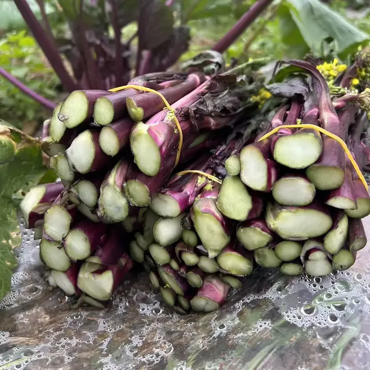 贵州农家自种新鲜红菜苔当季时令蔬菜脆嫩现摘现发
