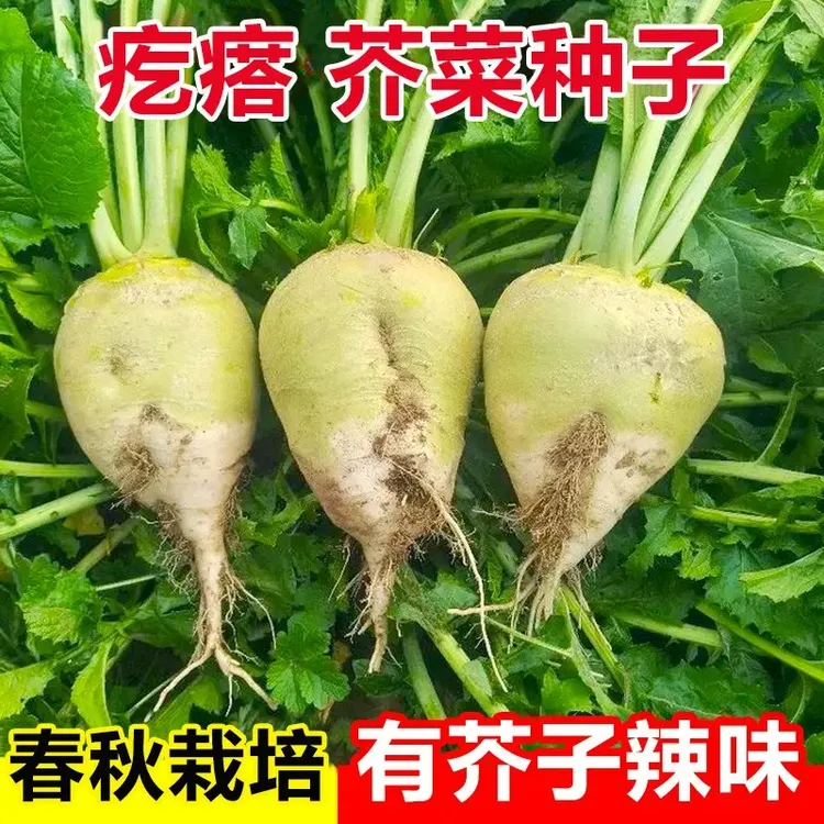 光头芥菜种子特大辣疙瘩种籽芥菜种籽四川辣菜四季蔬菜子大头菜