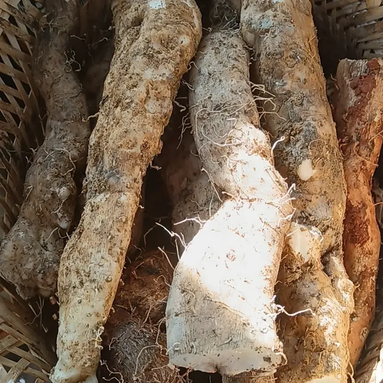 纯野生山药（新鲜现挖，粉糯可口）
