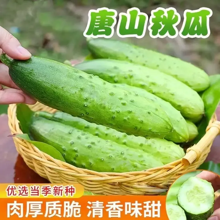 唐山秋瓜种子秋黄瓜高产水果黄瓜阳台小院春秋季易播种蔬菜种子YL商品图