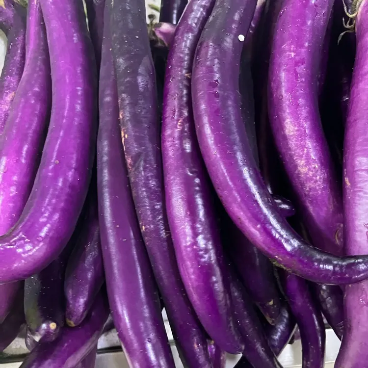 福建农家现摘新鲜紫皮线茄细长软糯鲜甜蔬菜