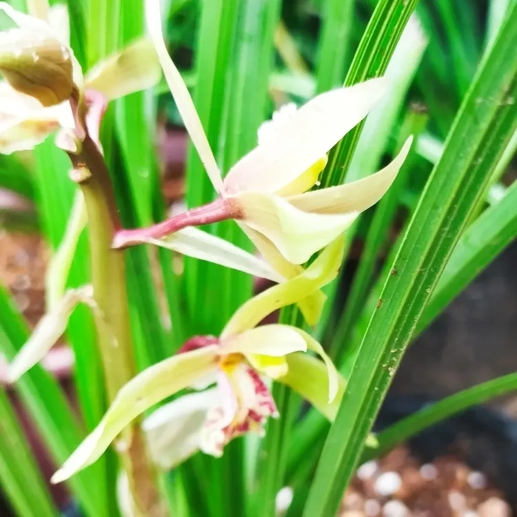 兰花兰花草盆栽室内客厅阳台绿植盆景好养活四季常青花卉盆栽东方