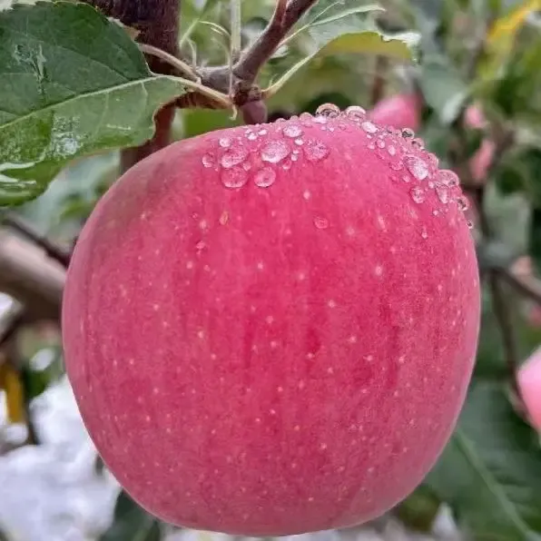 天水秦安新鲜脆甜多汁苹果当季水果现摘现发