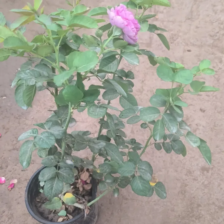 大花浓香月季花老桩四季开花易养护庭院盆栽