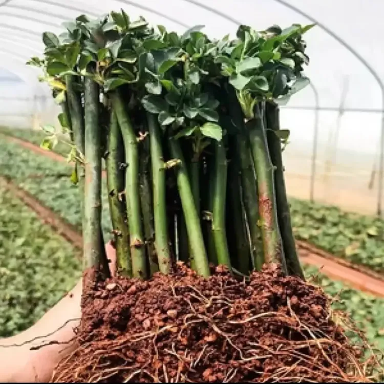 蔷薇爬藤花苗扦插小苗浓香月季玫瑰藤本四季月季庭院浓香花卉绿植