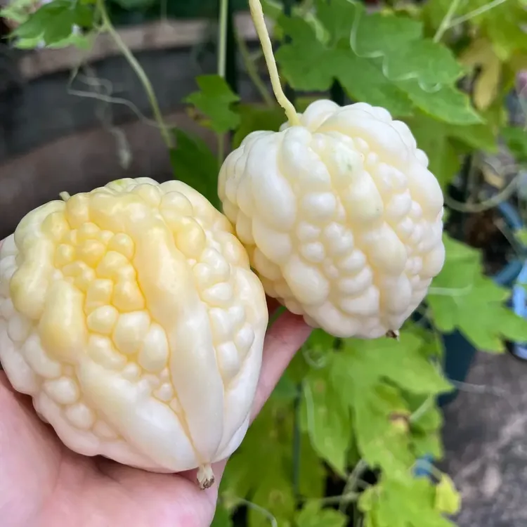 【苹果苦瓜种子】四季播种阳台盆栽高产水果蔬菜种子脆甜苦瓜种子商品图