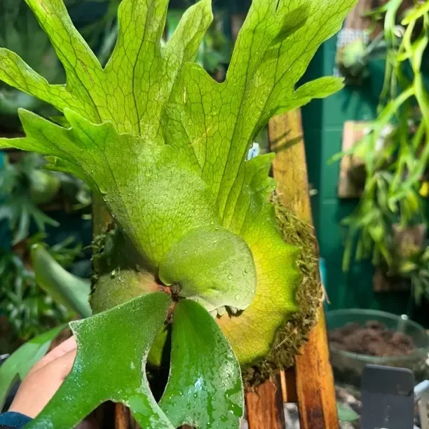 一物一拍对版对图发货这是一颗波哥爪哇鹿角蕨姿态很美好养易活