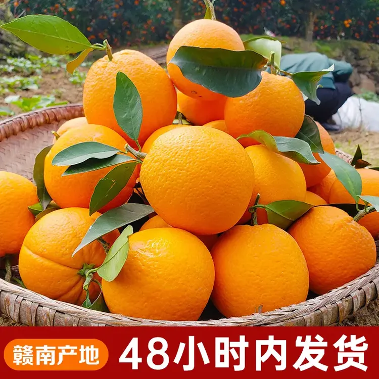 现摘正宗赣南早熟脐橙寻乌应季水果新鲜橙子产地直发特产好吃大果