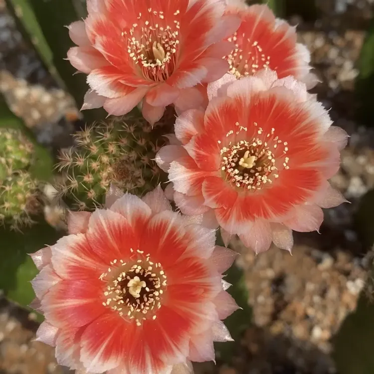 仙人球彩草丽花耐旱好养适合新手