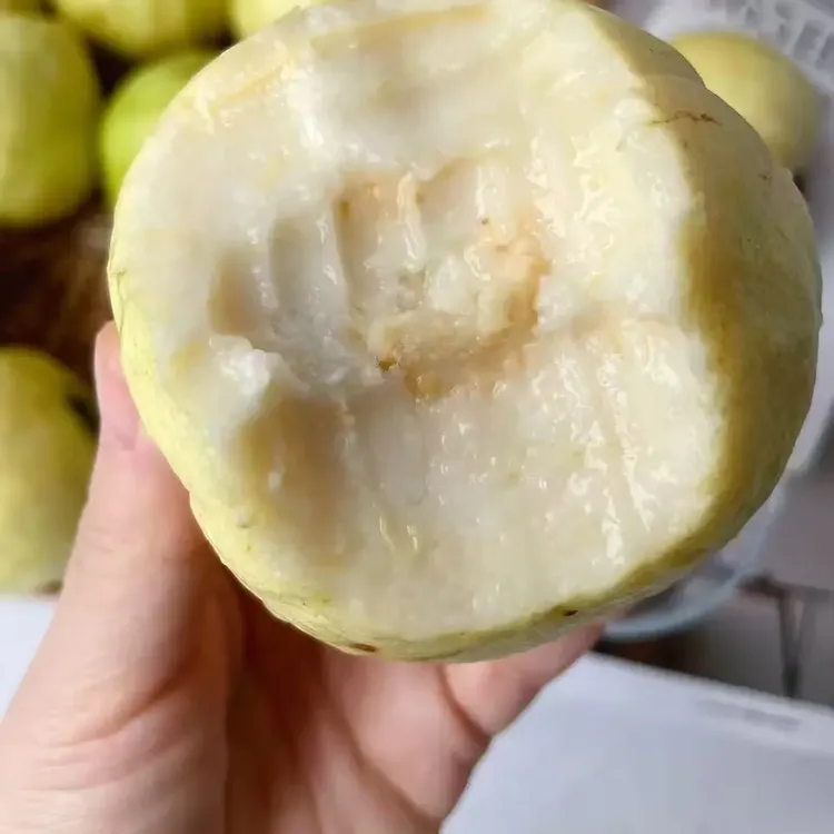树上熟奶油芭乐白心软糯香甜番石榴新鲜孕妇水果低脂现摘