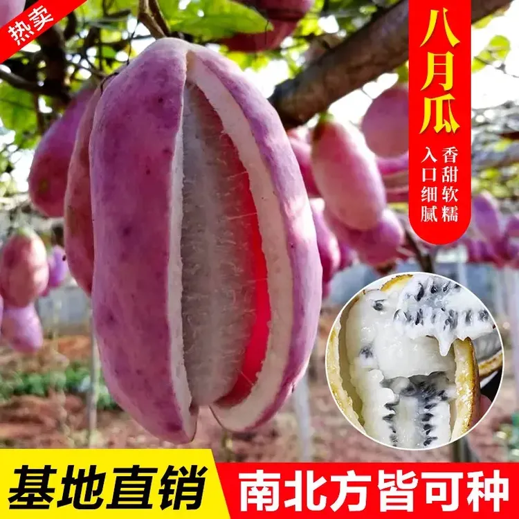 【八月瓜种籽】八月果种子 阳台庭院食用水果爬藤植物