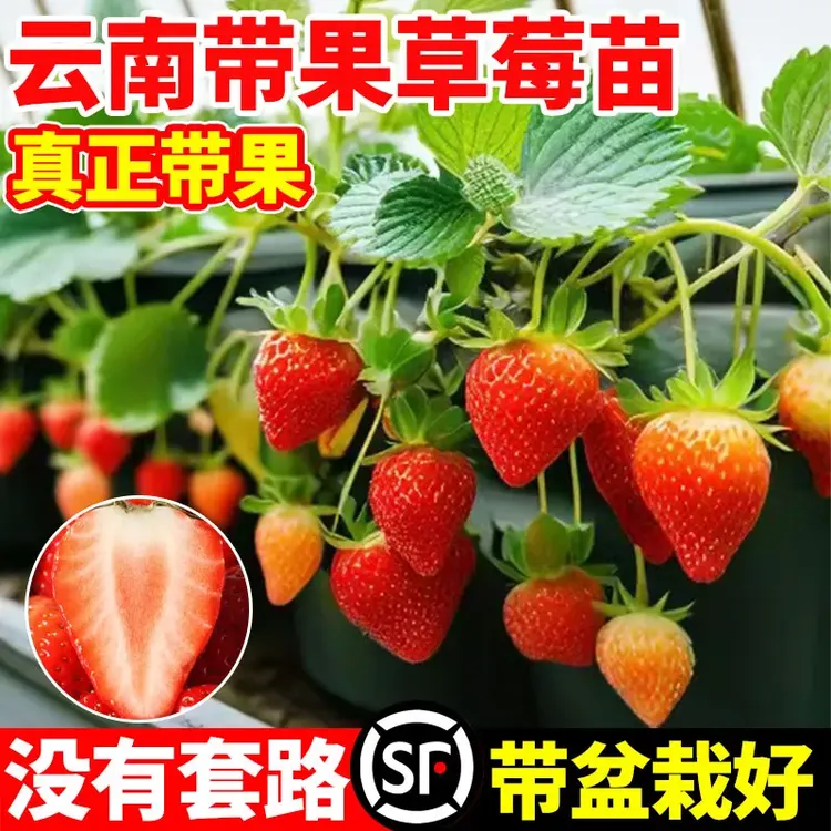 云南草莓盆栽带果可食用草莓苗带果昆明秋冬季奶油草莓杯苗大秧苗