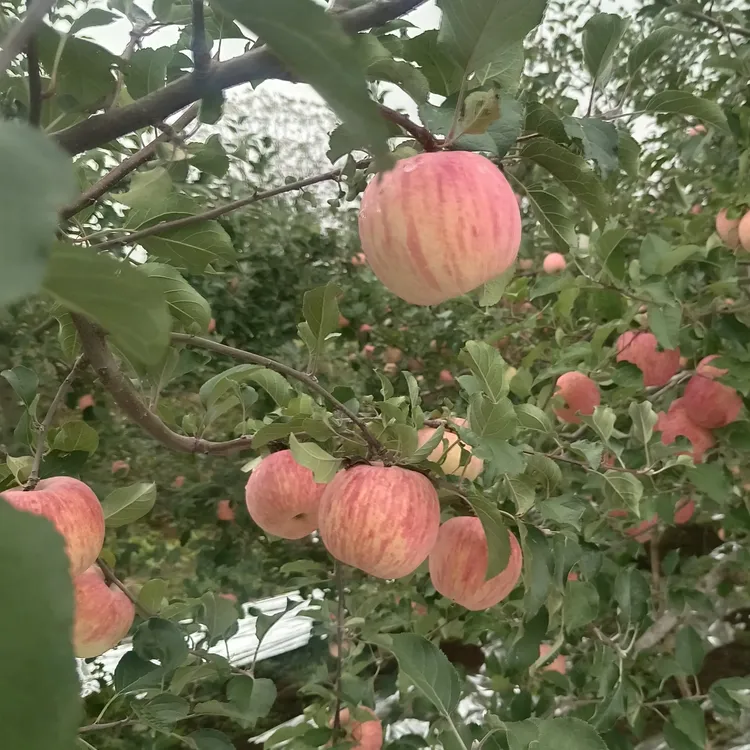 河南灵宝新鲜应季红富士苹果脆甜多汁水果微瑕疵二级苹果介意勿拍