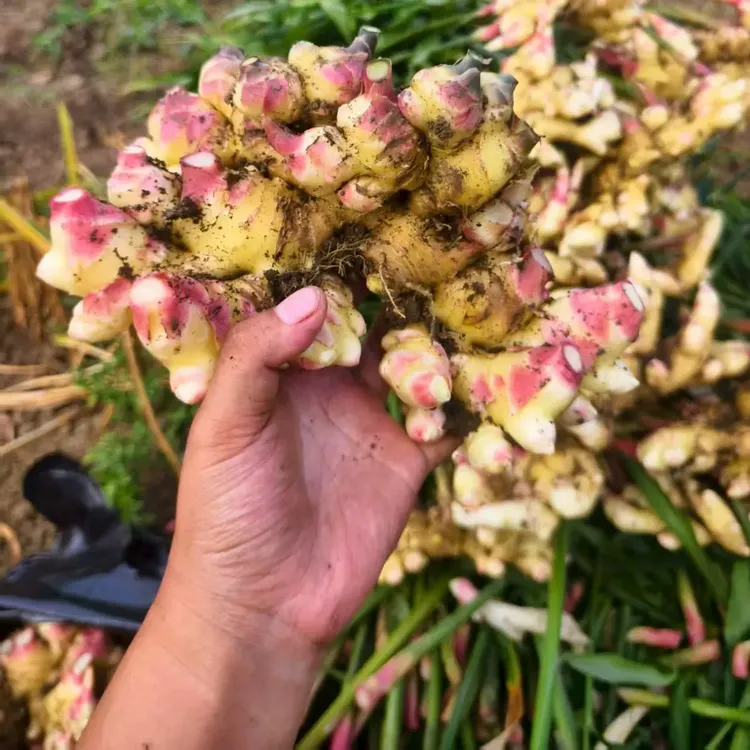嫩姜贵州大山露天现挖红芽嫩小黄姜当季蔬菜可做泡姜新鲜美味