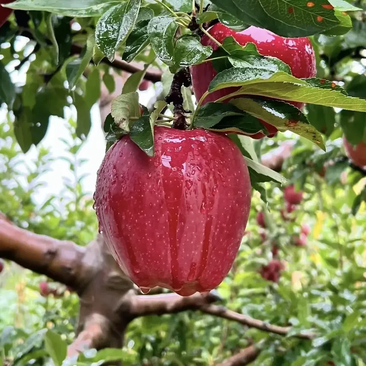 甘肃天水花牛苹果新鲜粉面香甜多汁产地直发当季水果宝宝辅食