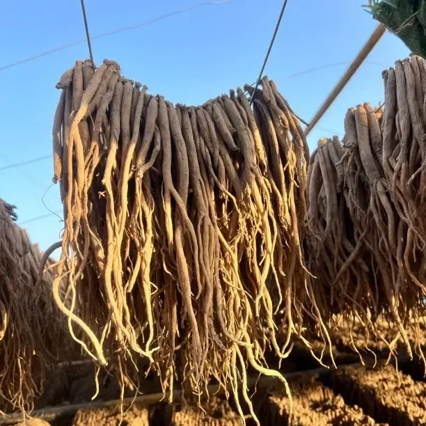 甘肃渭源原产地（6成干）新货新鲜党参产地直发泡水煲汤无硫包邮
