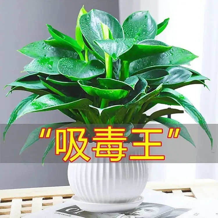 【买一送一】金钻客厅盆栽室内净化空气美观桌面绿植办公室单质氮肥商品图