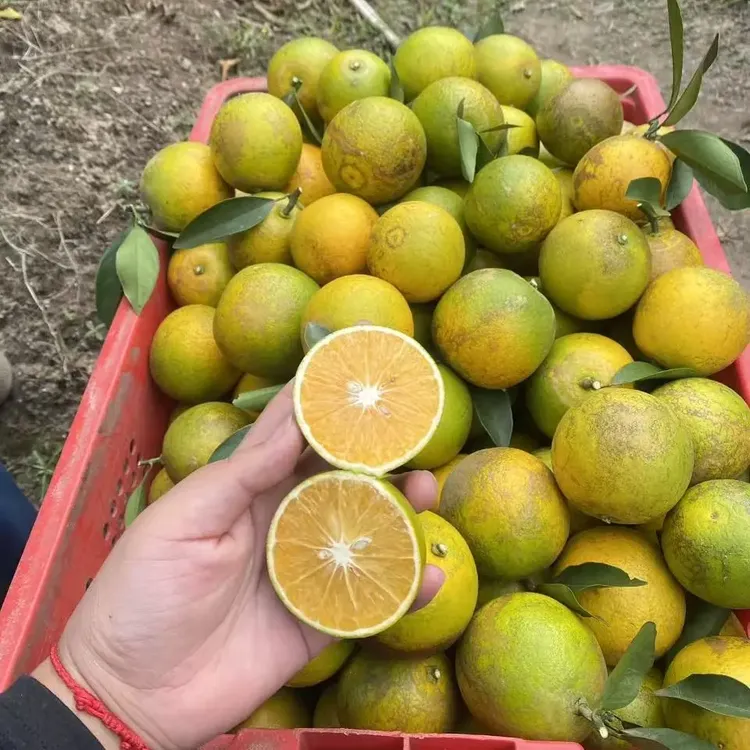 廉江青平正宗红江橙花皮果新鲜采摘皮薄多汁