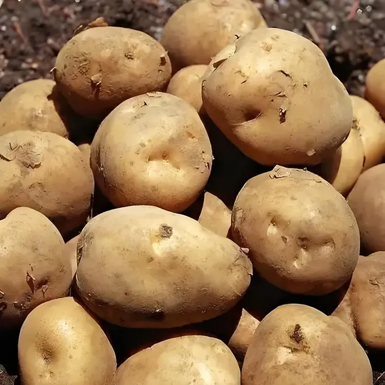 新鲜现挖贵州土品种米拉洋芋