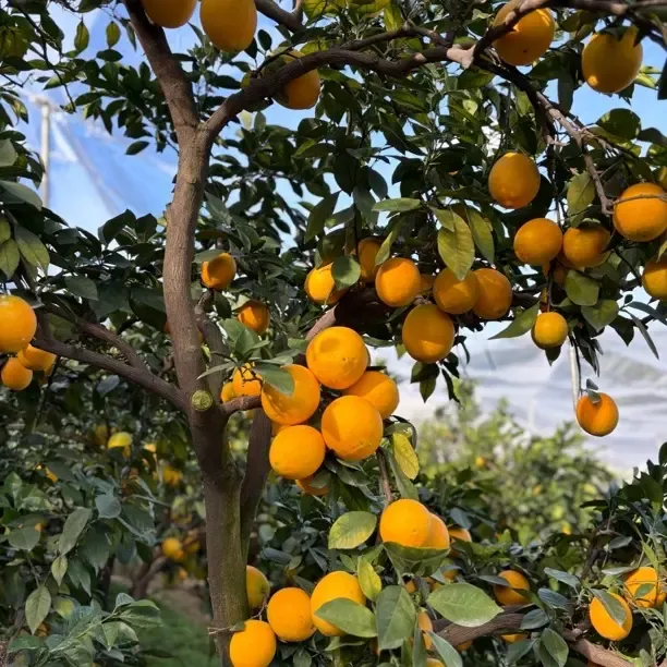 正宗赣南脐橙橙子真实花皮果瑕疵果香甜爆汁当季水果果园决赛直发