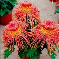 2025【大花富贵菊】大花富贵菊 九月大菊盆栽开花好看土球发货