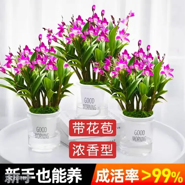 香水石斛【带花苞】浓香型室内花卉石斛兰带花客厅办公室花卉绿植