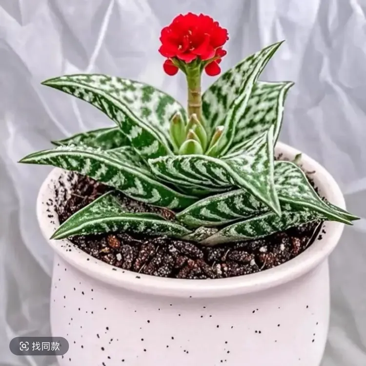 实生仙人球开花版爆花小能手桌面放款多肉绿植