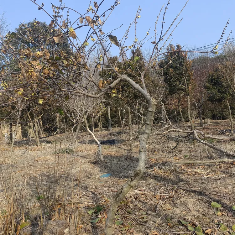 精品 带花苞浓香型耐寒腊梅盆栽老桩素材