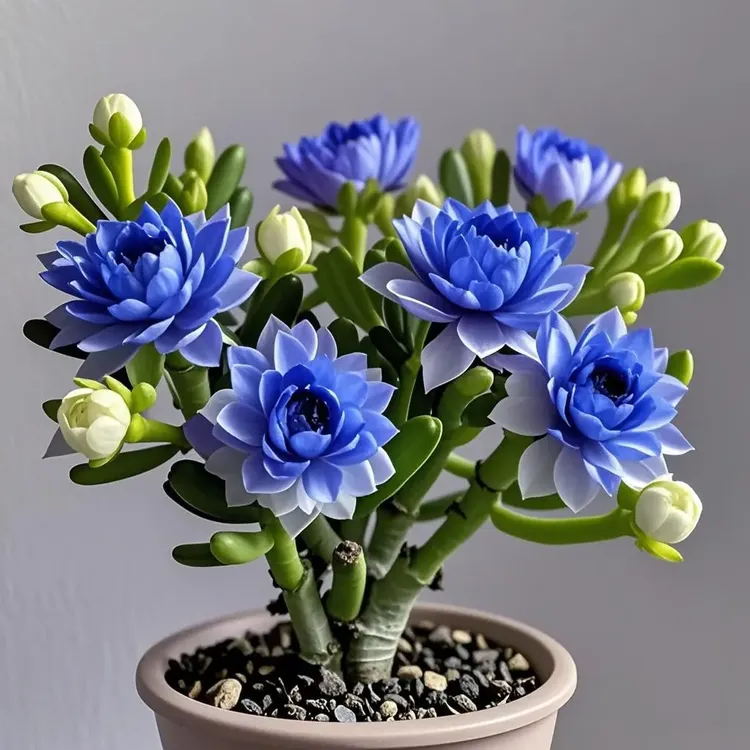 浓香紫月寒多肉种球大花重瓣盆栽花卉绿植耐寒耐热四季可种好种植