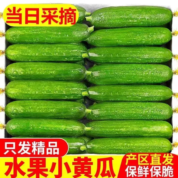 【寿光直发】山东新鲜现摘水果小黄瓜生吃清脆爽口当季美味商品图