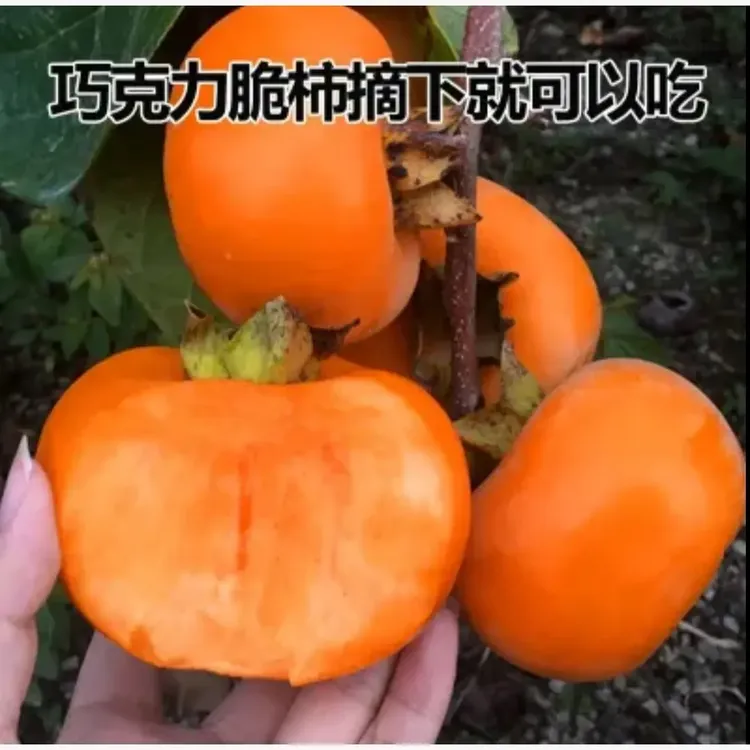 耐寒耐旱脆甜柿子苗南北方可种植庭院盆栽地栽果树苗柿子树果苗