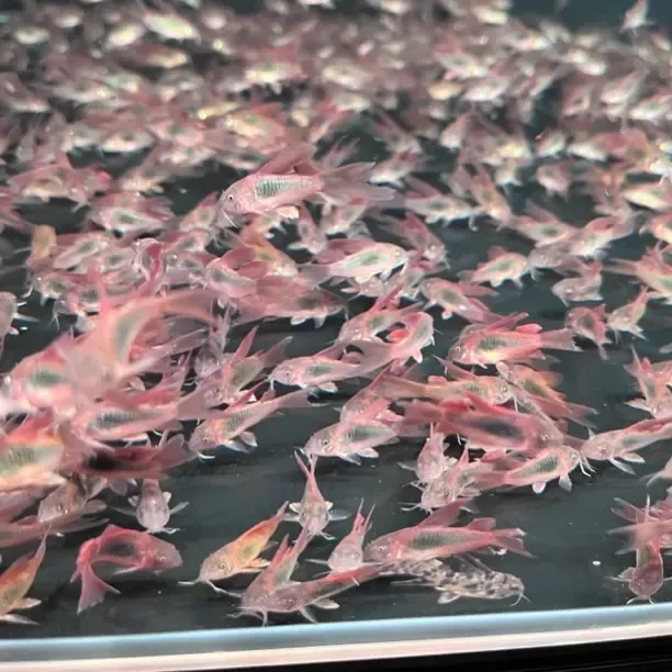 双十一活动链接工具鱼套餐