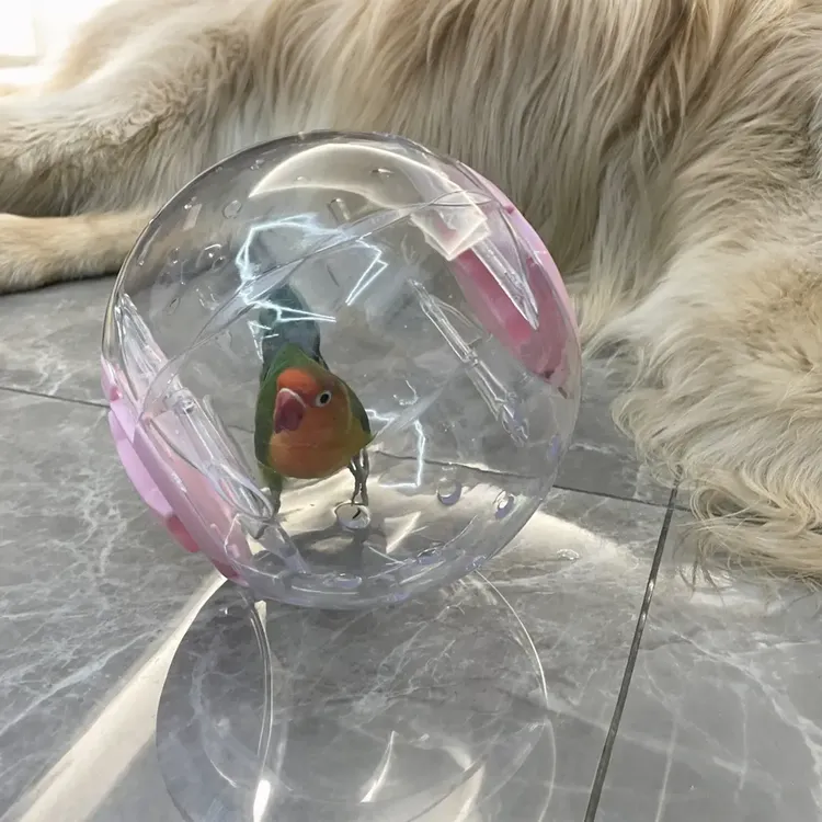 鹦鹉玩具解闷自嗨鹦鹉跑球小太阳虎皮牡丹鹦鹉小玩具防啃咬透气