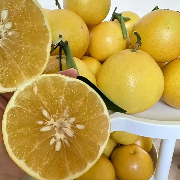 福建漳州平和葡萄柚