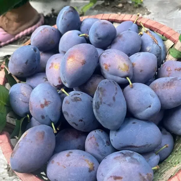 正宗产地应季新鲜蓝蜜西梅饱满多汁整箱包邮