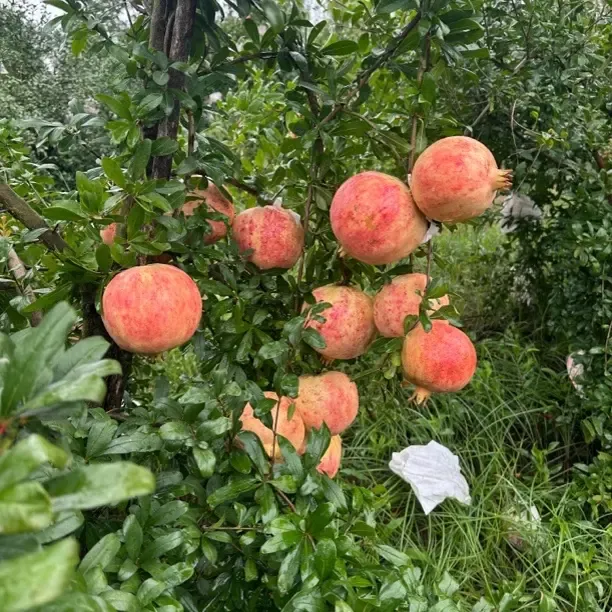 软籽石榴新鲜采摘鲜甜多汁5斤