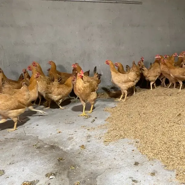 宠物鸡苏禽90%绿壳长尾鸡2斤左右发货顺丰包邮观赏鸡