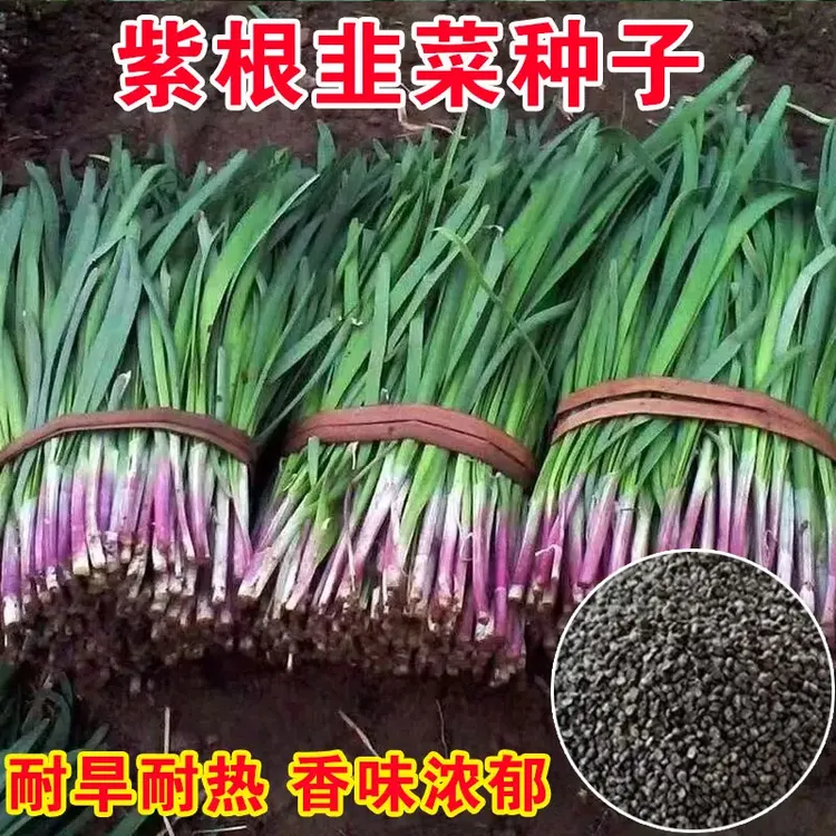 紫根韭菜种子四季可种耐寒耐热高产易种植适合阳台盆栽种植蔬菜